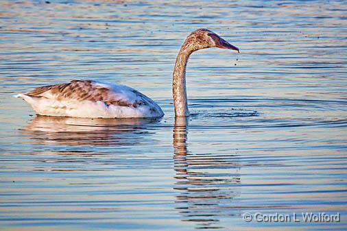 Dripping Swan_26433.jpg - Trumpeter Swan (Cygnus buccinator) photographed along the Rideau Canal Waterway near Kilmarnock, Ontario, Canada.